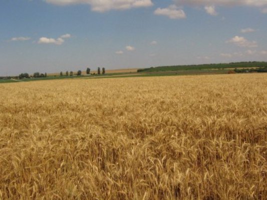Cioloş: Preţul de intervenţie nu trebuie să joace un rol de substitut al pieţei cerealelor